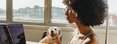 Four advantages of taking the dog to work that will convince the boss to set up a pet-friendly office 
