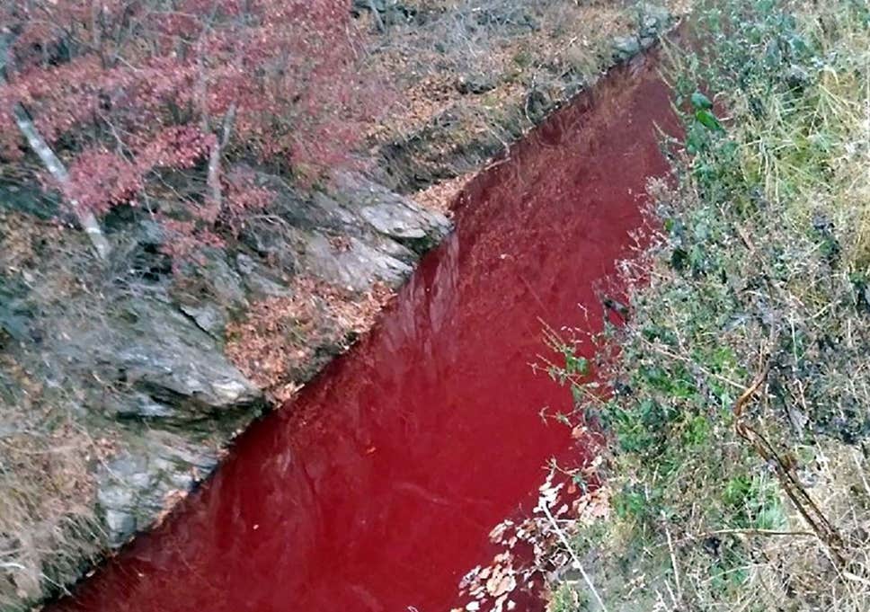 Thousands Of Pigs Have Been Killed And The South Korean River Is Contaminated With Their Blood Which Turns ... - The Global Coverage
