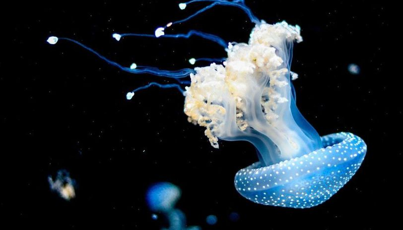 Jellyfish Found In This Island Are ‘Stingless’! The Nature Proves again that it Doesn't Abide any Law!