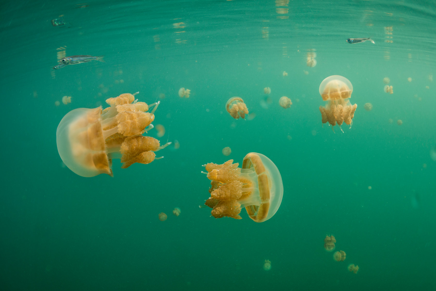 Jellyfish Found In This Island Are ‘Stingless’! The Nature Proves again that it Doesn't Abide any Law!