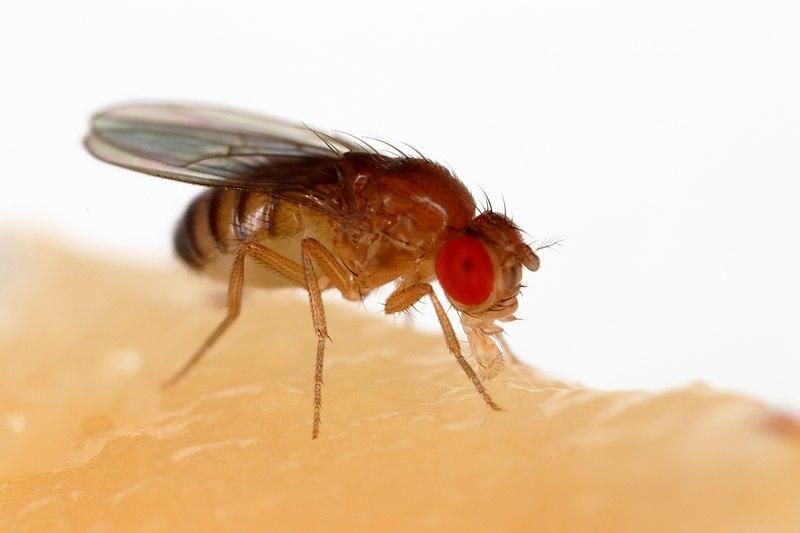 how To Get Rid Of Fruit Flies, and more.