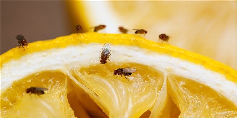 how To Get Rid Of Fruit Flies, and more.