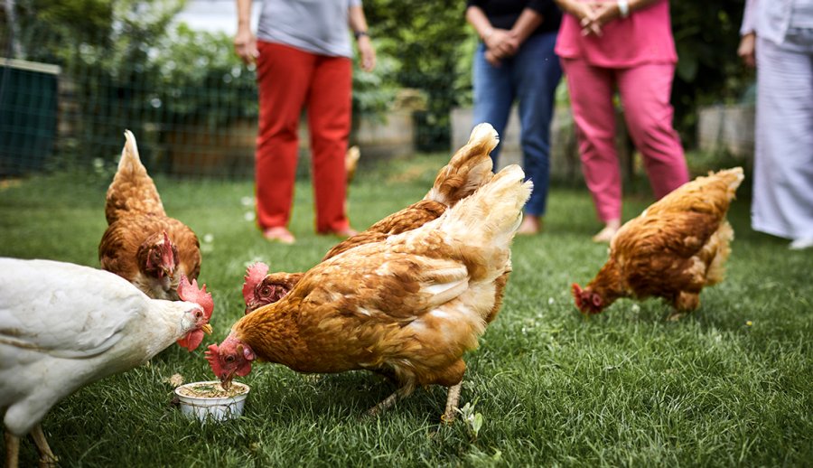 Salmonella Outbreak: CDC Suggest To Not Kiss Or Snuggle’ Chickens