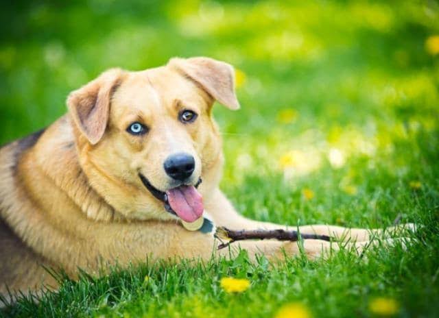 The Latest Coronavirus Comes From Dogs, Is It true?