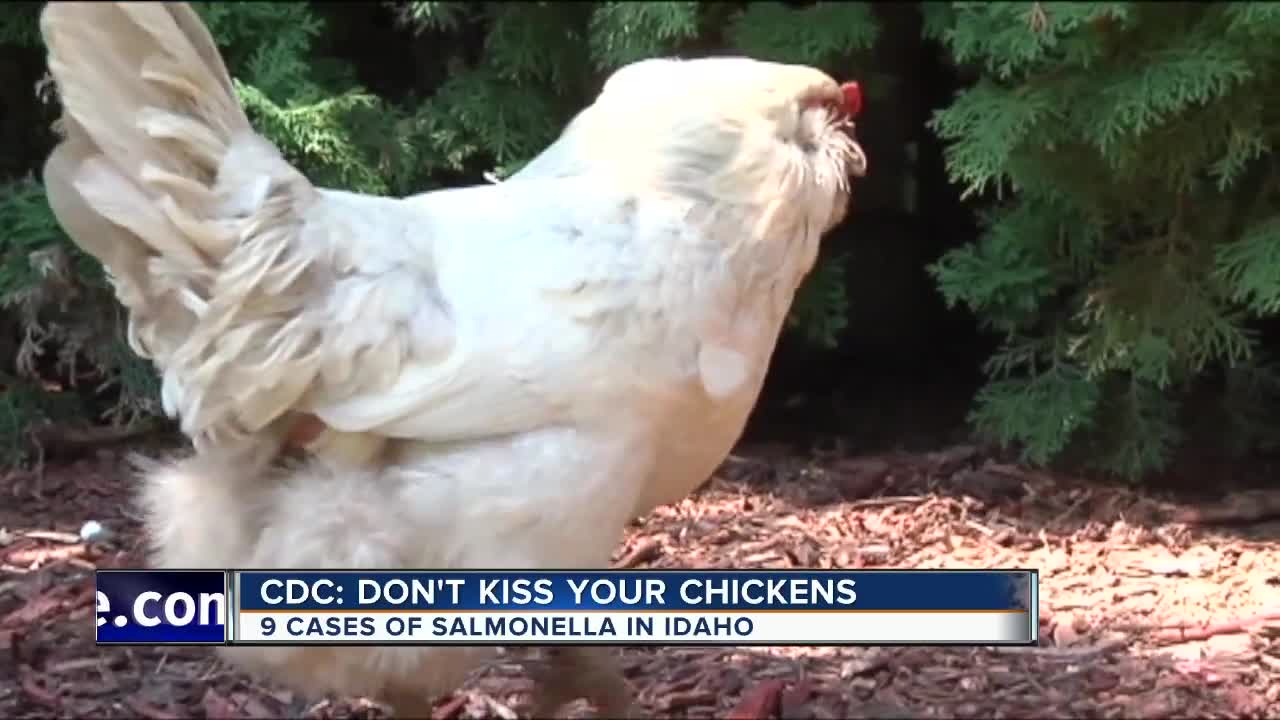 CDC Warns Of Salmonella Outbreaks; Things You Need To Know