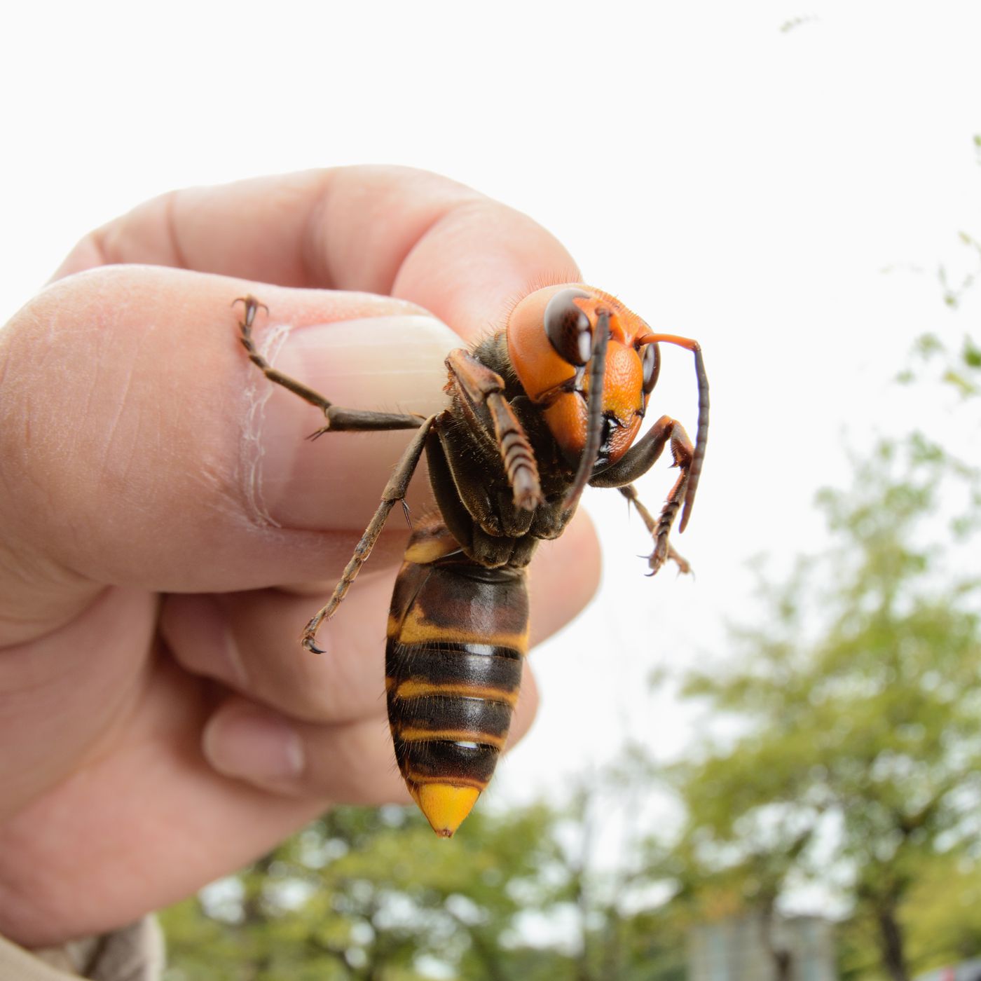 Murder Hornets In US: American And Canada Gear Up To Stop Asian Giant Hornets