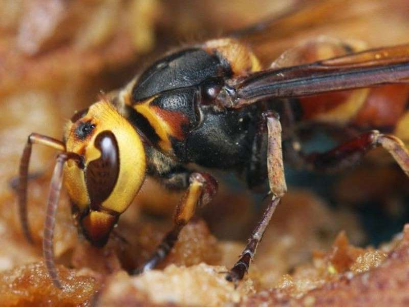 Giant Asian Hornets Spotted On Their Way To Britain Could Hit Record Highs This Year