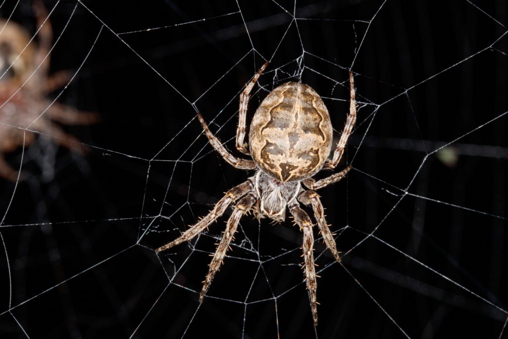 Fact Check: Is flying spiders Real? Dangerous to Humans?