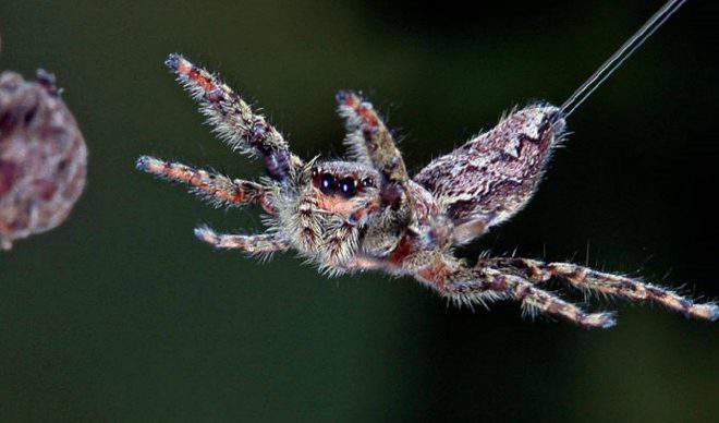 Fact Check: Is flying spiders Real? Dangerous to Humans?