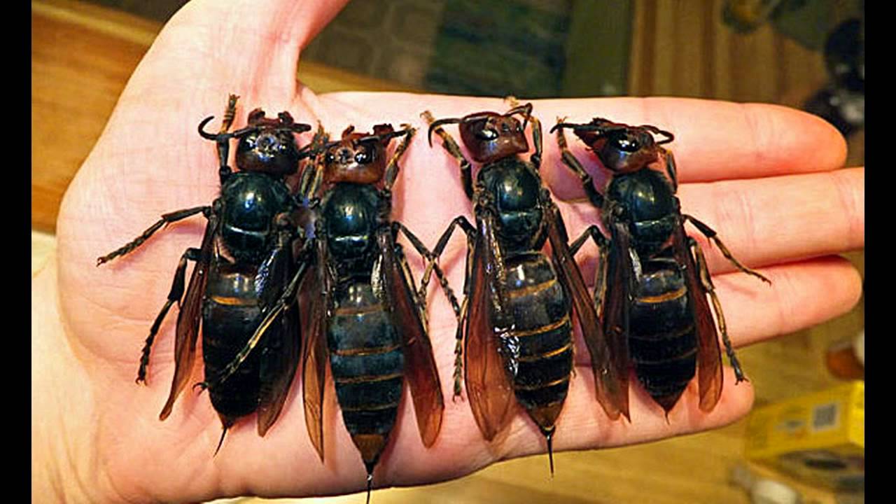 Giant Asian Hornets Spotted On Their Way To Britain Could Hit Record Highs This Year