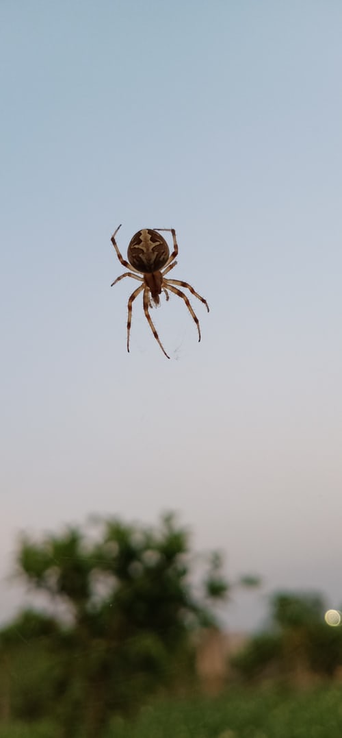 Is Flying Spiders Dangerous? Fact Check - Everything You Want To Know