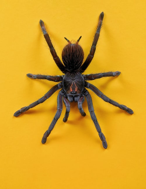 Is Flying Spiders Dangerous? Fact Check - Everything You Want To Know