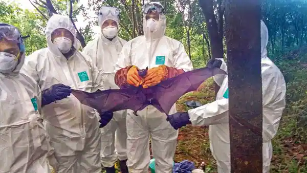 Nipah Virus Returns In Kerala, Symptoms, Treatment And More