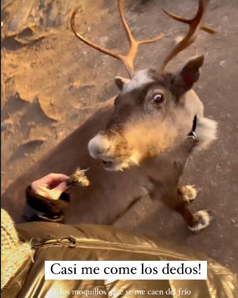 Raquel Bollo feeds the reindeer in Lapland