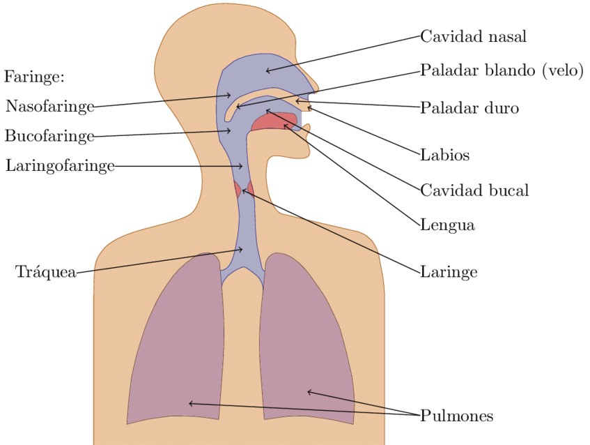 speaking apparatus lungs singing voice